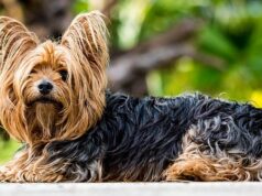 Totul despre rasa Yorkshire Terrier Yorkshire Terrier