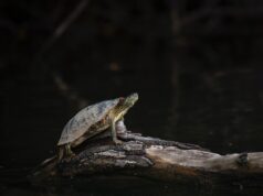 Ce mananca testoasele de apa? testoasele de apa