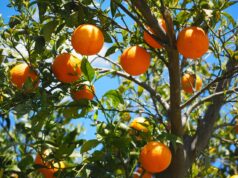 Îngrijirea corectă a pomilor fructiferi: ghid complet Cultivarea pomilor fructiferi