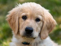 Golden Retriever: perfect pentru familie și prietenul de încredere caine Golden Retriever