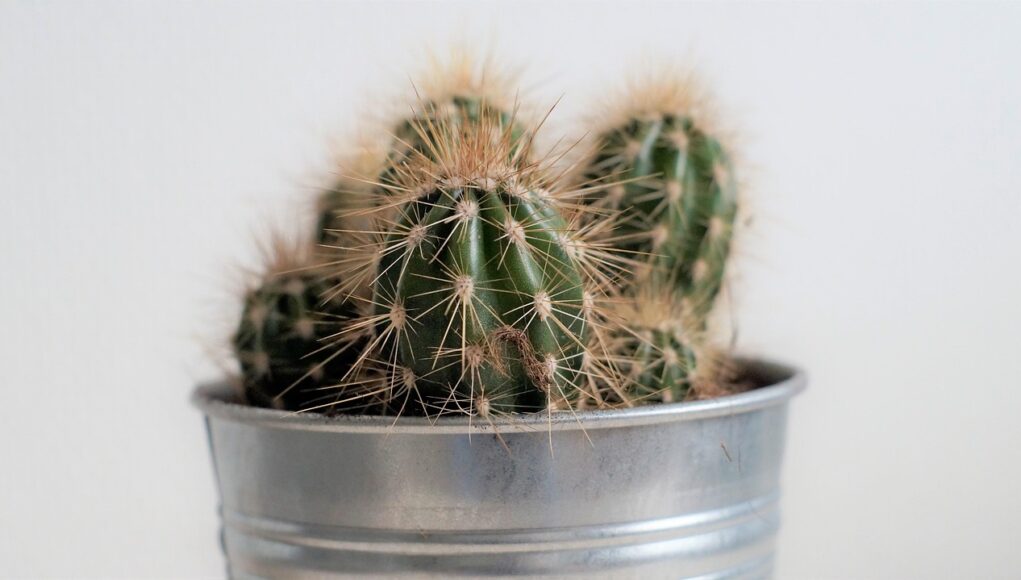 tipuri de plante decorative