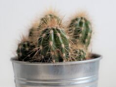 Tipuri de plante decorative: cum să alegi cele mai potrivite pentru casa sau grădina ta tipuri de plante decorative