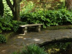 Ce știm despre Pădurea din nori Monteverde? Pădurea din nori Monteverde