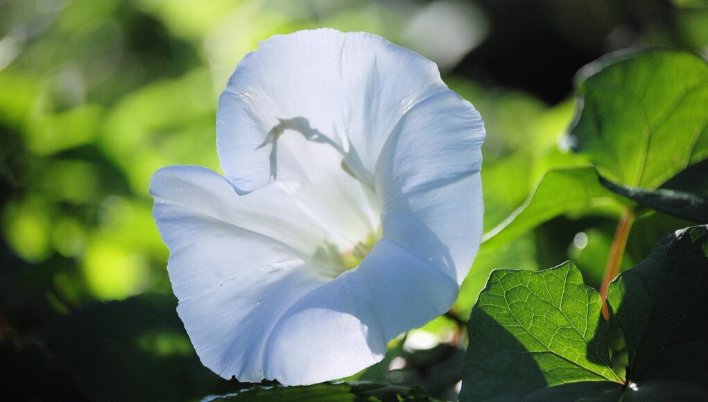 Convolvulus-arvensis Volbura