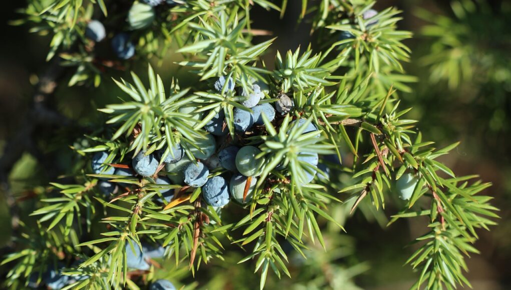 Juniperus-communis Ienupărul