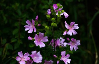 Nalba de pădure: beneficii, utilizări și cum o folosești corect acasă nalba padure