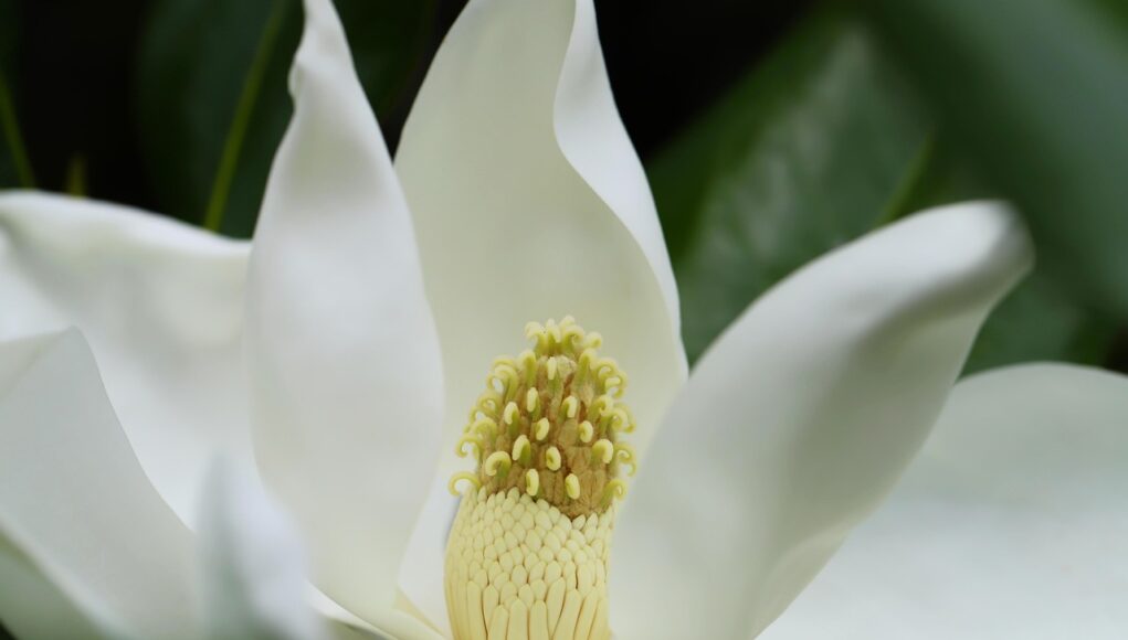 Magnolia