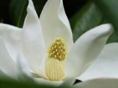 Magnolia: plantare, creștere și îngrijire pentru o grădină spectaculoasă Magnolia