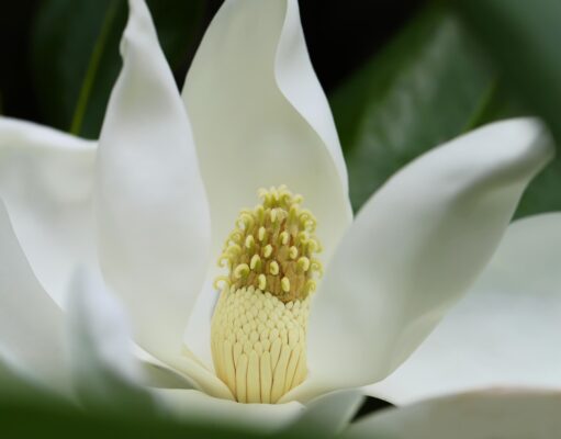 Magnolia: plantare, creștere și îngrijire pentru o grădină spectaculoasă Magnolia