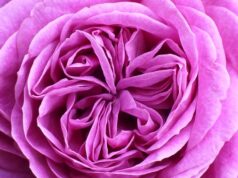 Trandafirul arbust și de ce e atât de potrivit pentru grădinile din România Trandafirul arbust