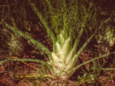 Uleiul esențial de fenicul – cum îl poți folosi eficient în viața ulei esențial fenicul