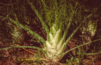 Uleiul esențial de fenicul – cum îl poți folosi eficient în viața ulei esențial fenicul