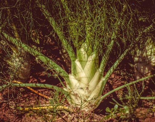 Uleiul esențial de fenicul – cum îl poți folosi eficient în viața ulei esențial fenicul