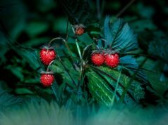 Ce sunt fibrele și de ce sunt atât de importante pentru organism importanta fibre