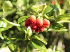 Aucuba: arbust ornamental veșnic verde pentru zonele umbrite ale grădinii specii Aucuba