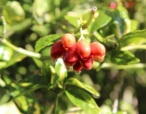 Aucuba: arbust ornamental veșnic verde pentru zonele umbrite ale grădinii specii Aucuba