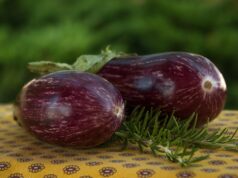 Vinetele Drăgaica de Buzău: un soi românesc valoros, gustos și productiv vinete Drăgaica de Buzău