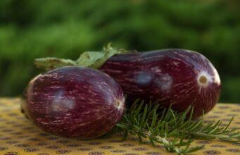 Vinetele Drăgaica de Buzău: un soi românesc valoros, gustos și productiv vinete Drăgaica de Buzău